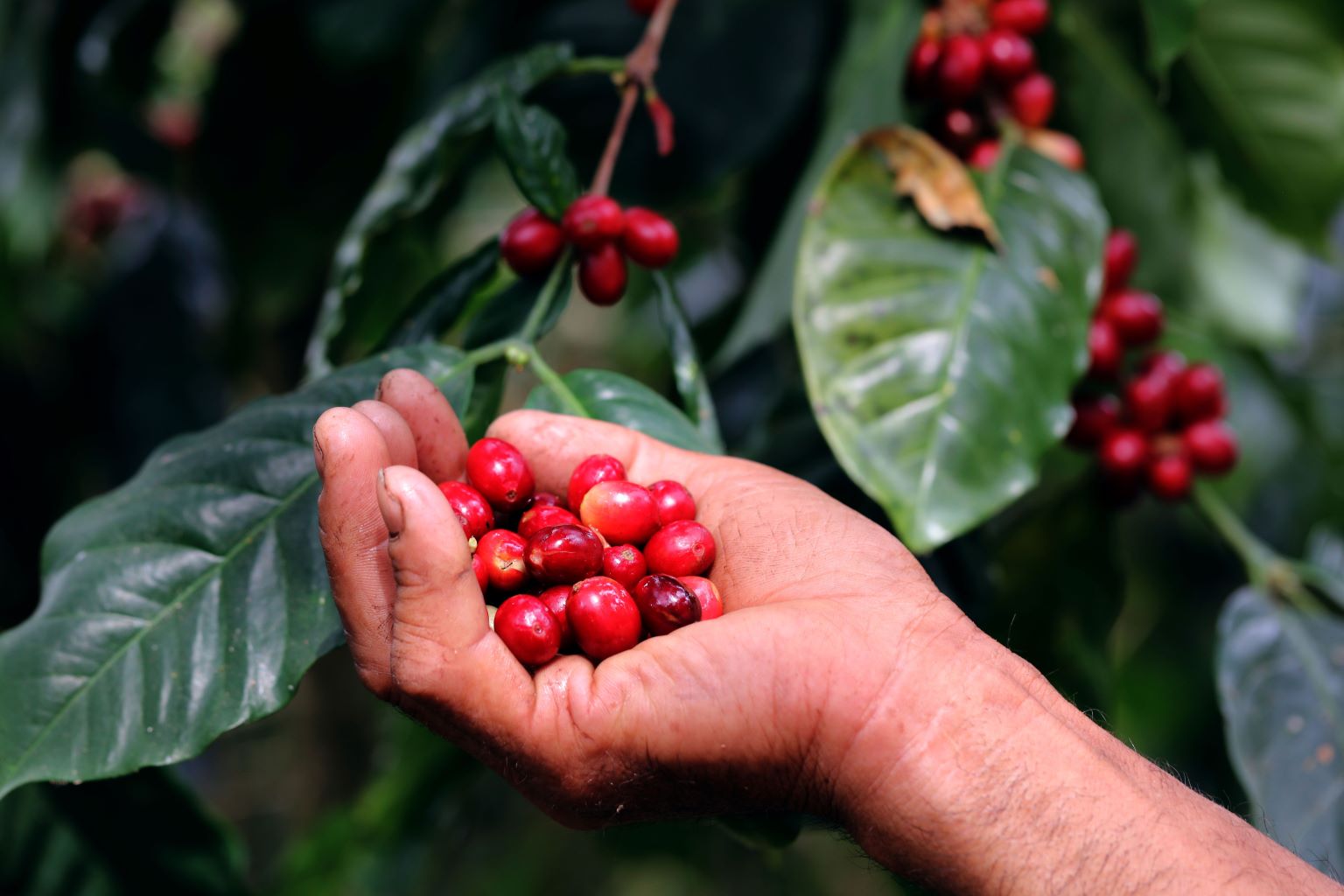 A mans hand holding ripe red coffee cherries with coffee plants in the background.
