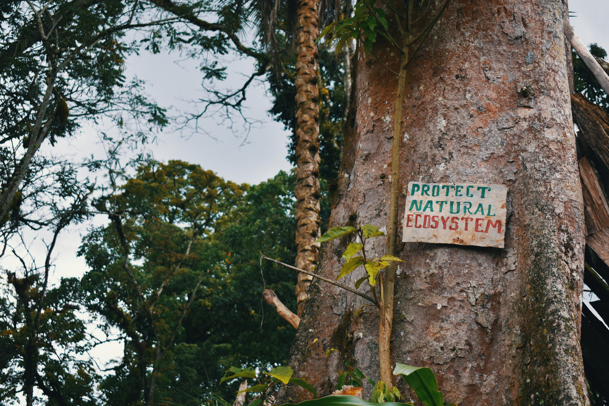 Sign on a tree trunk in a forest with 'Protect Natural Ecosystem' text