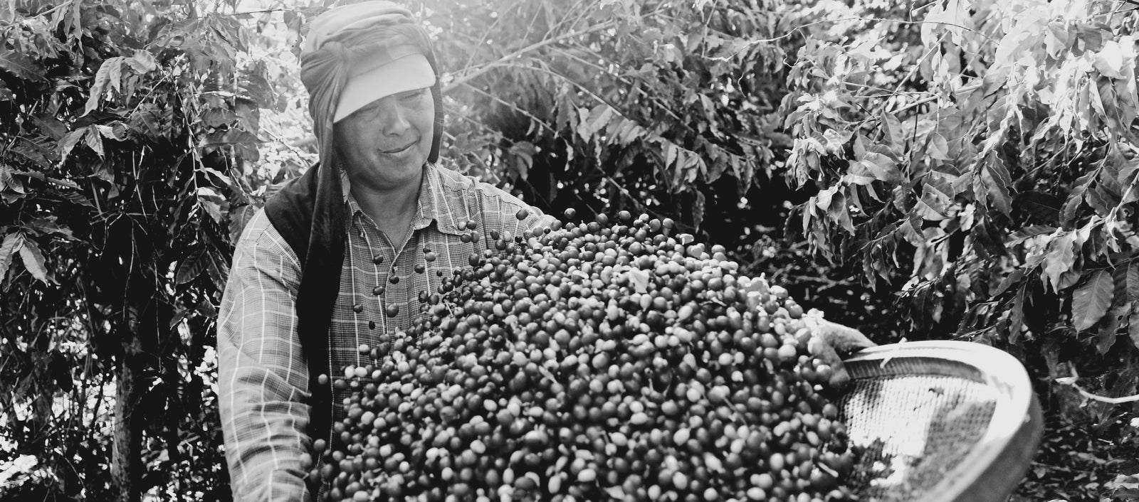 Woman sifting coffee cherries among coffee plants