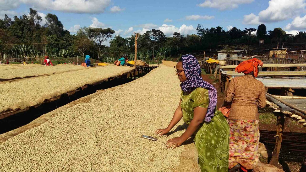 Women in Ethiopia drying beans outside on raised beds
